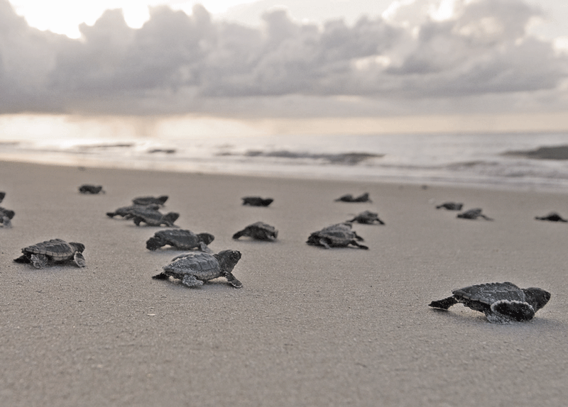 Baby sea turtles in Melbourne Beach