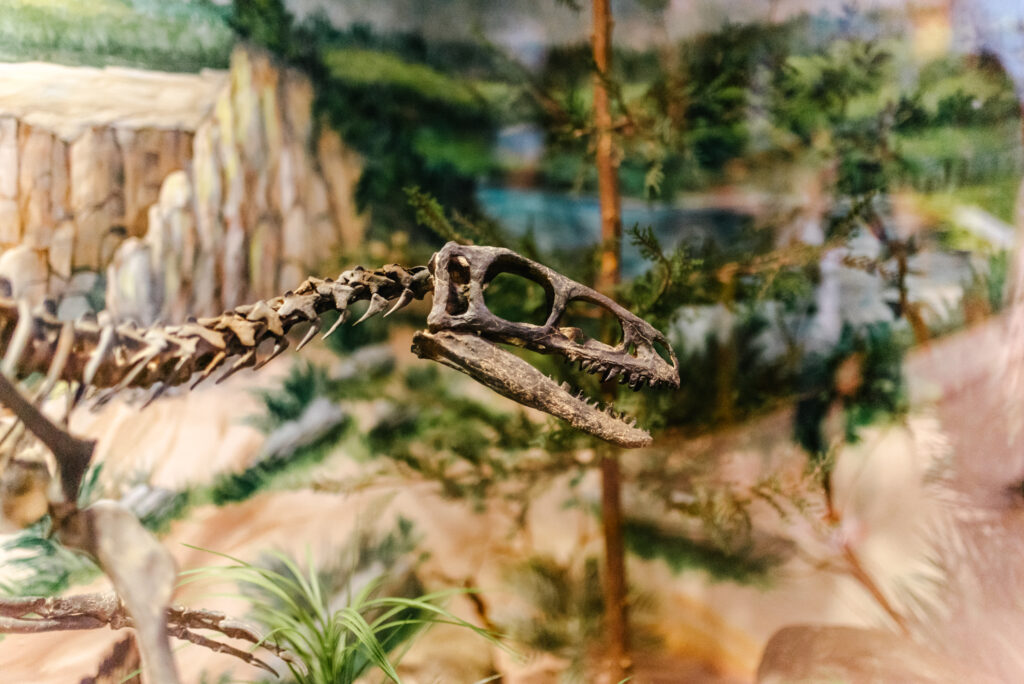 dinosaur store