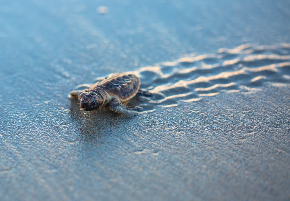 A baby sea turtle walking on the beach