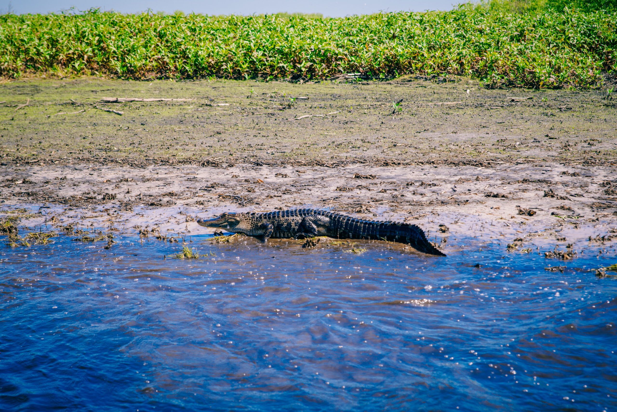 An alligator seen on an airboat tour in Melbourne, FL