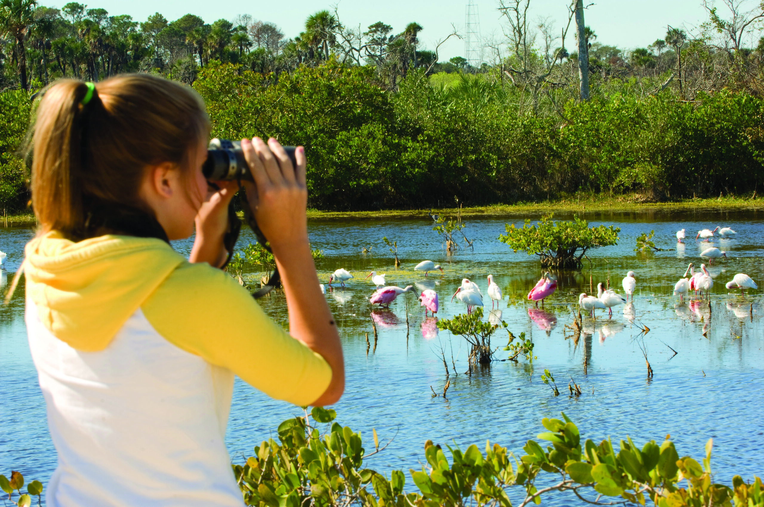 Birdwatching at the Space Coast Birding and Wildlife Festival in Titusville, FL