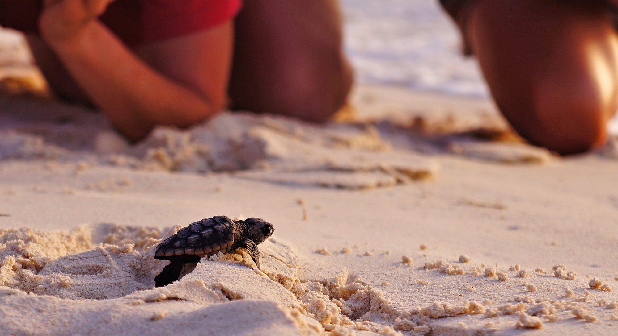 A baby sea turtle after hatching on the beach