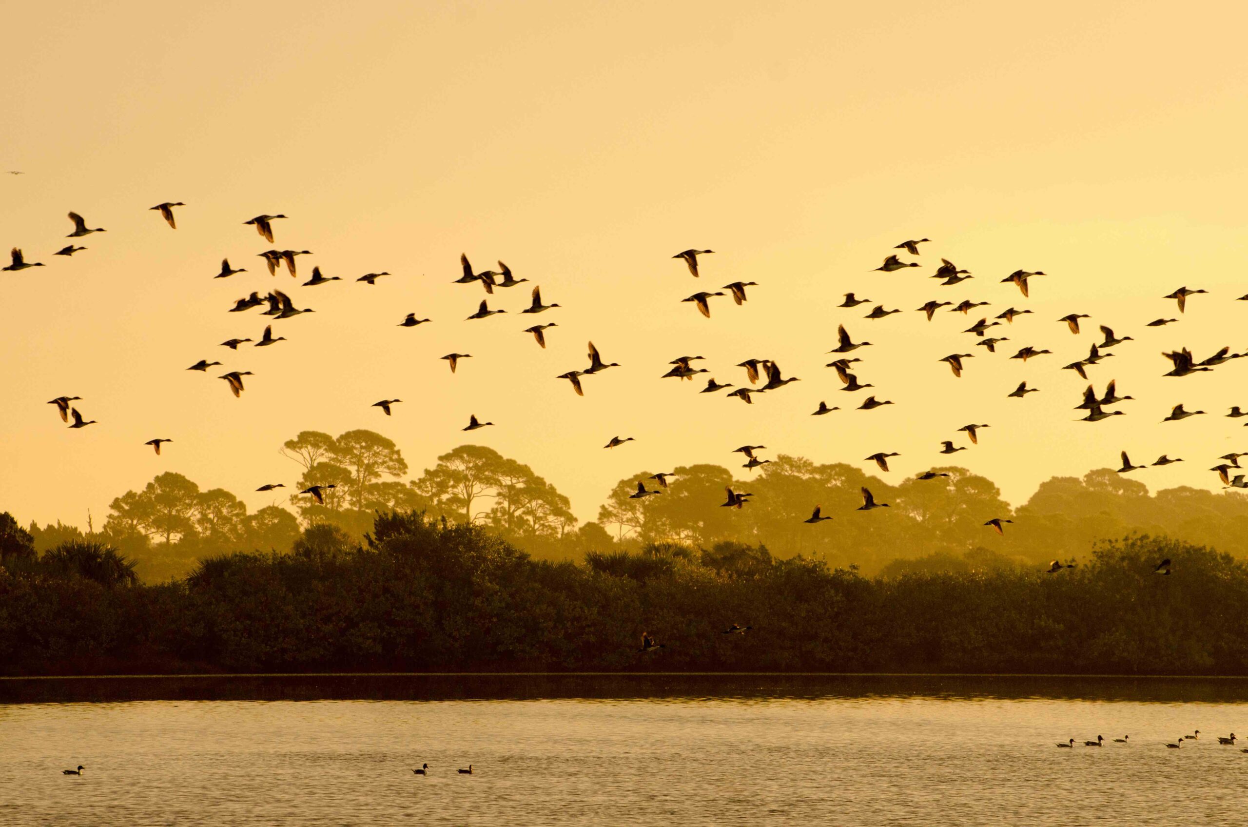 Birds fly over Merritt Island Wildlife Refuge