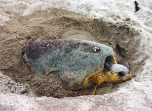 Turtle Nest