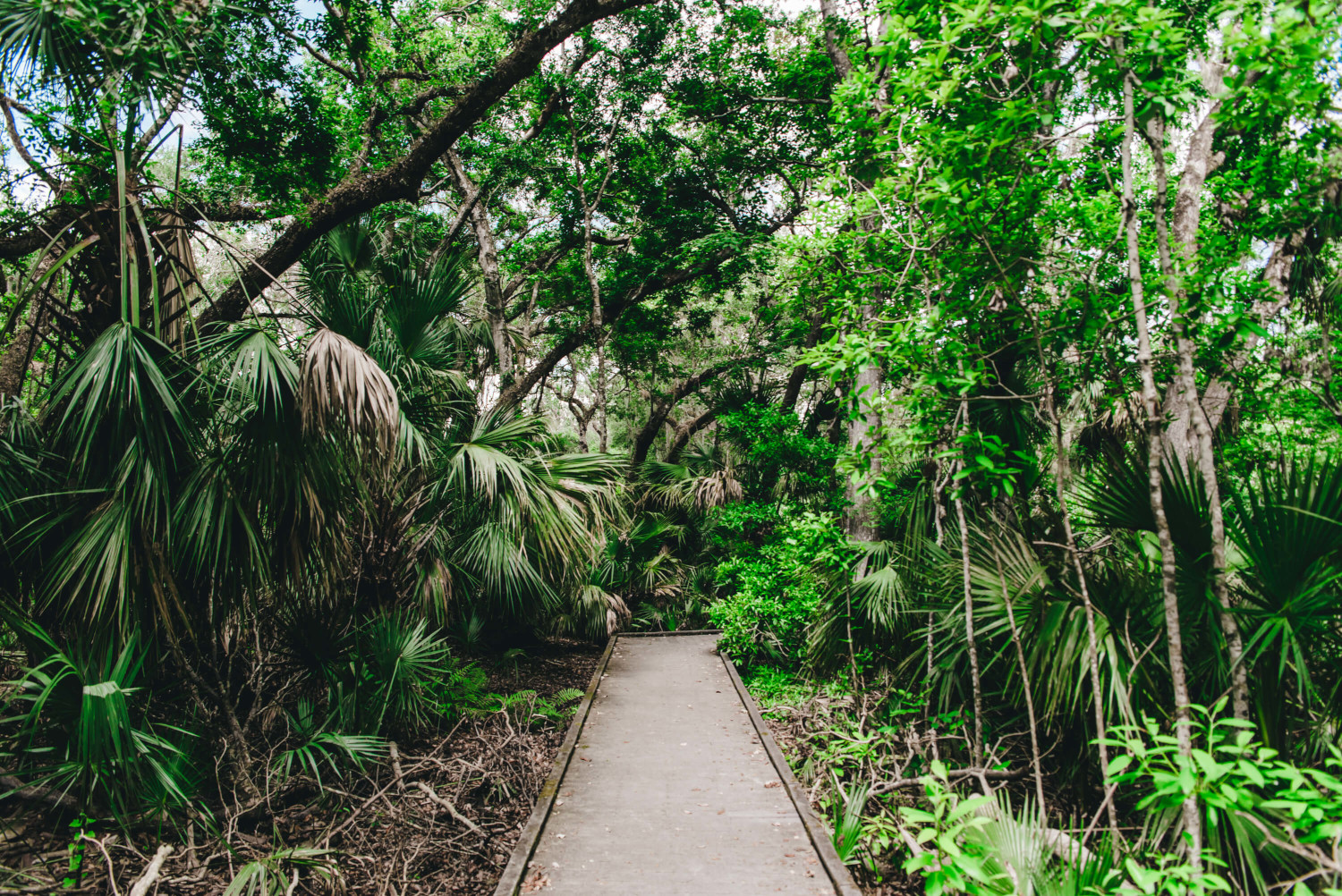 enchanted Forest