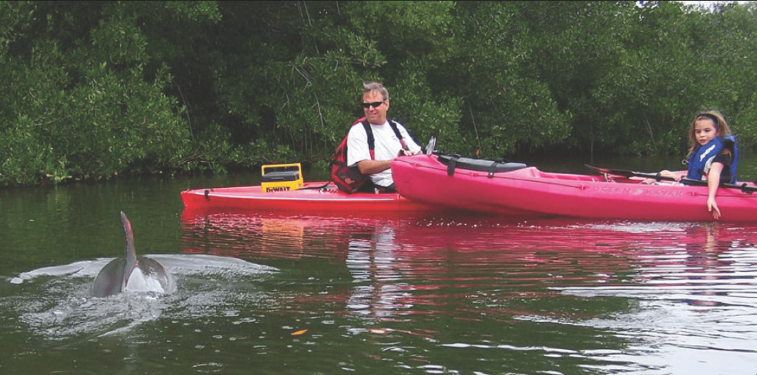Dolphins on a kayak tour