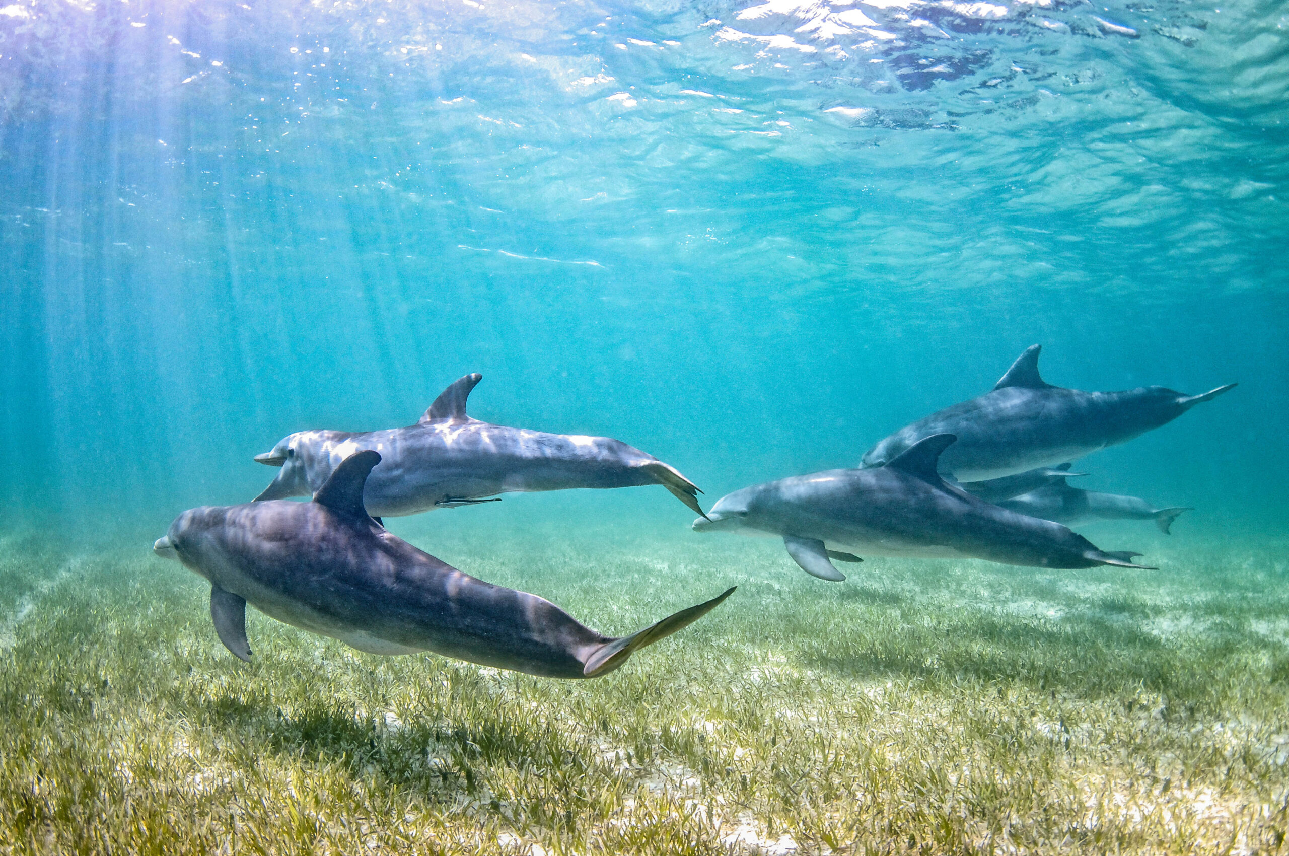 Pod of Dolphins