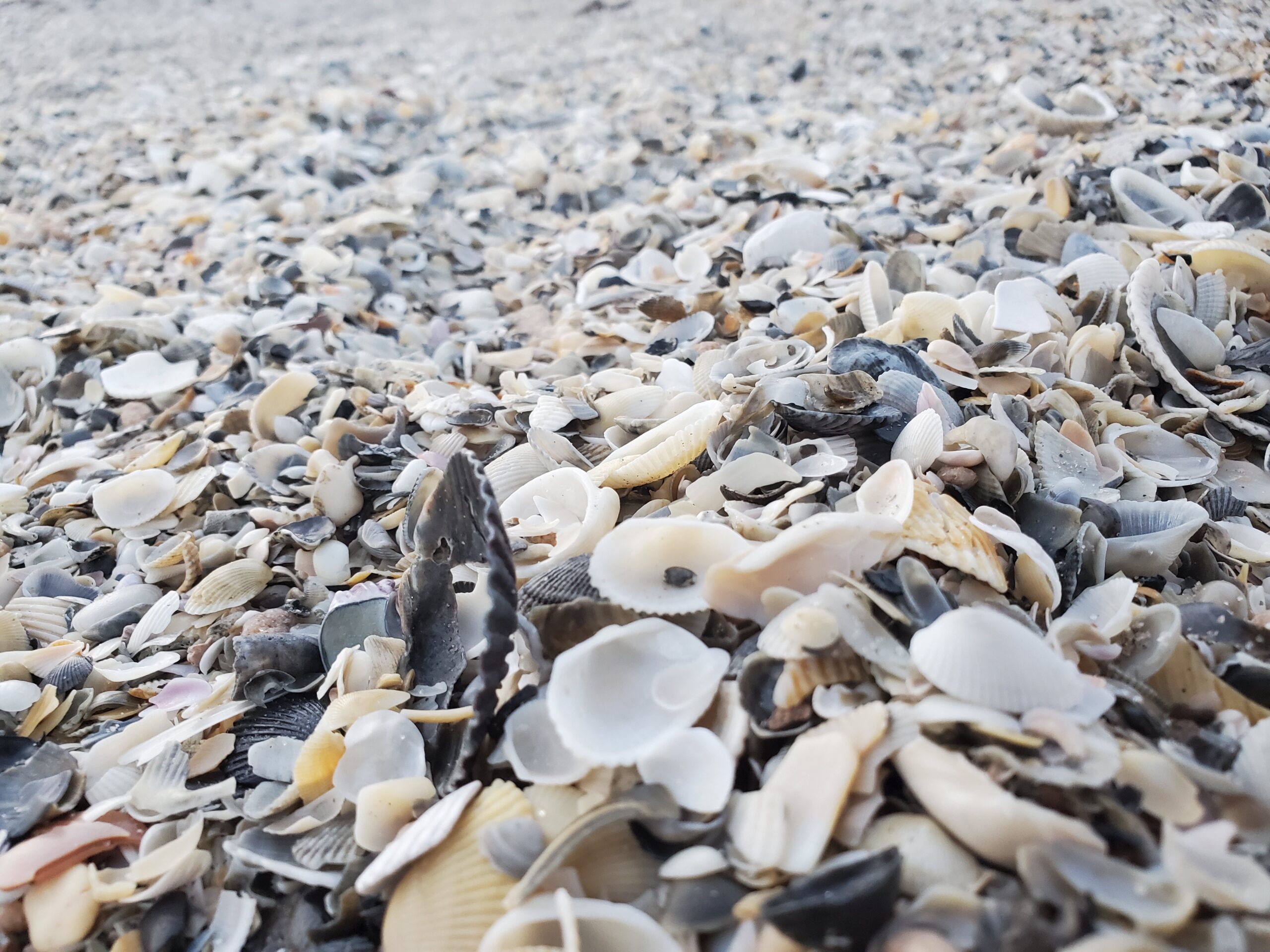 Space Coast Seashells