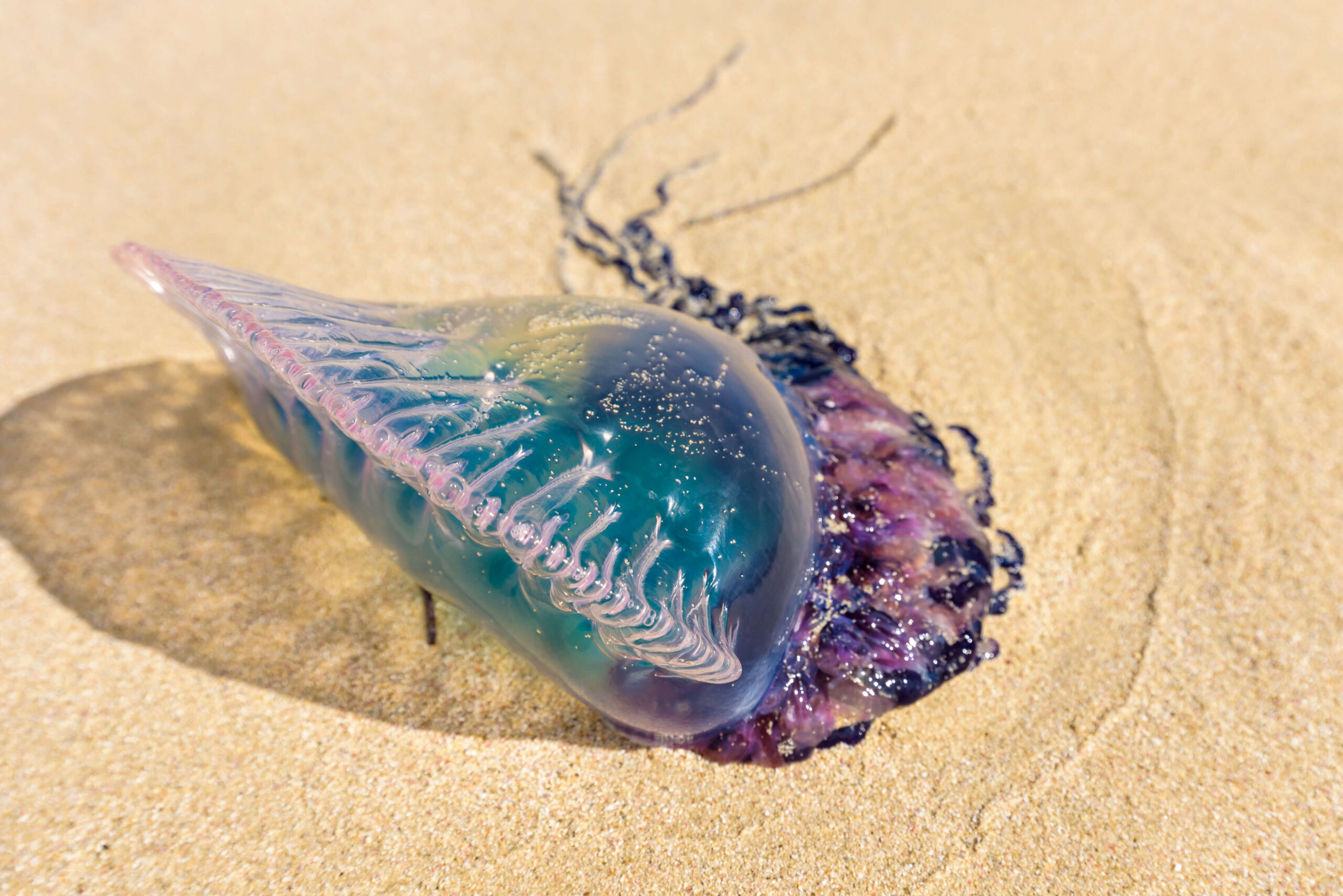 Portuguese Man-o-War