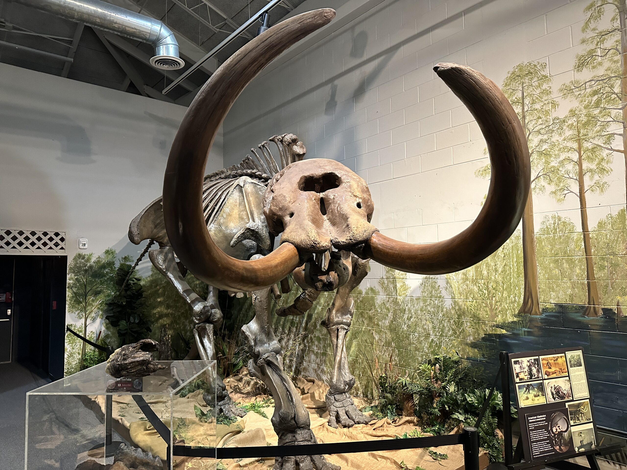 mastadon skeleton at the brevard history and natural sciences museum