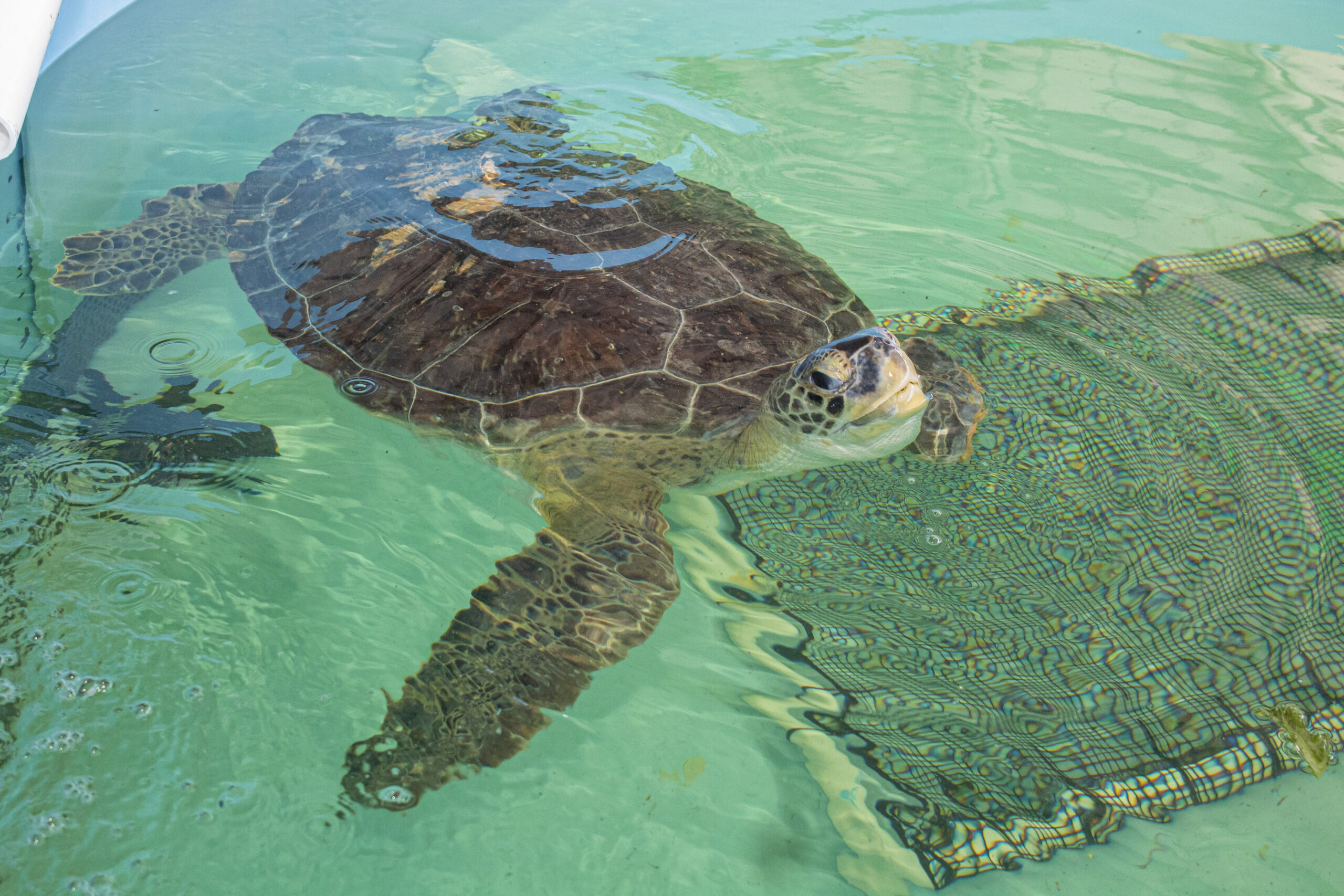 A large sea turtle in water