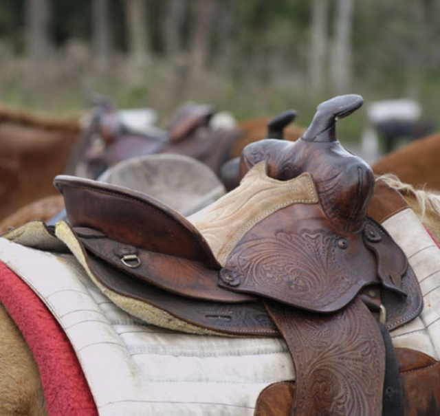 Florida Horseback Trail Rides Saddle