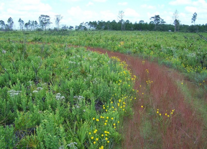 North Buck Lake Scrub Sanctuary Field