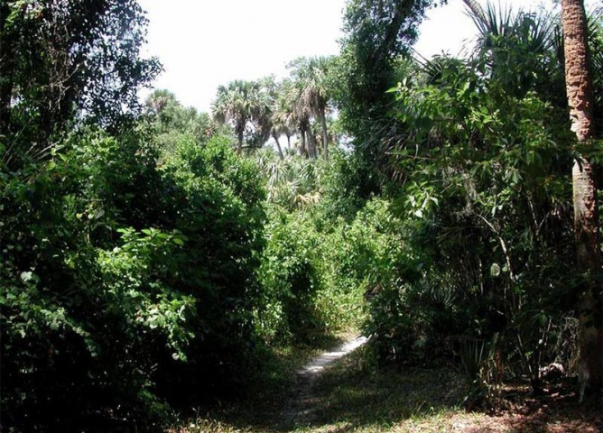 Florida Horseback Trail Rides Trail 1