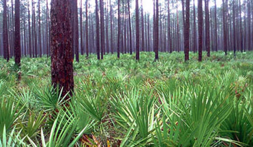 Florida Horseback Trail Rides Trail 2