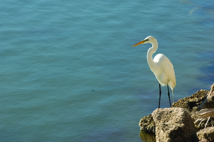 Blue Heron Wetlands Heron on Rock