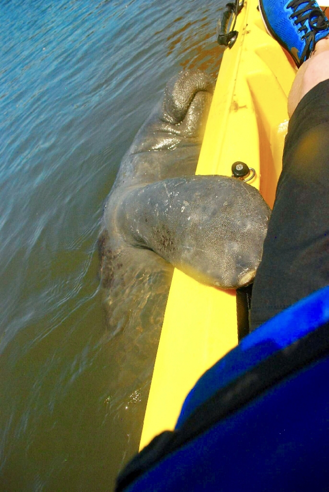 BK Adventure - Manatee says hello on kayak tour