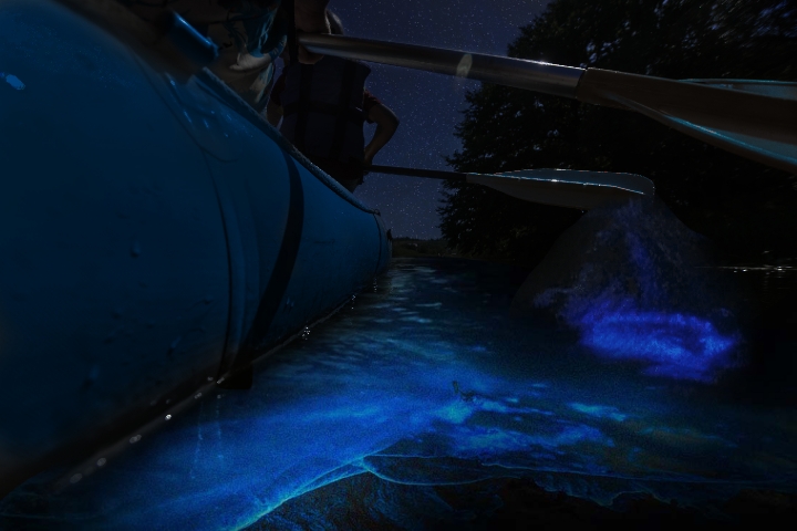 BK Adventure - Close up look at bioluminescence