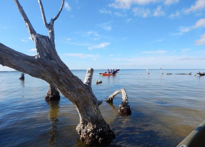 Calypso Kayaking Near Tree in Water