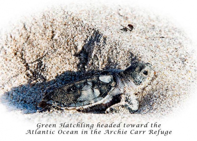 Archie Carr National Wildlife Refuge Baby Sea Turtle