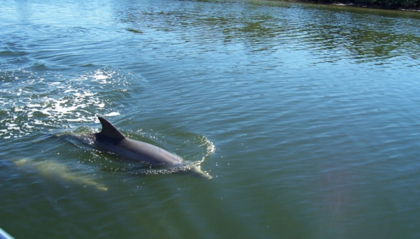 Space Coast River Tours Dolphin Sighting