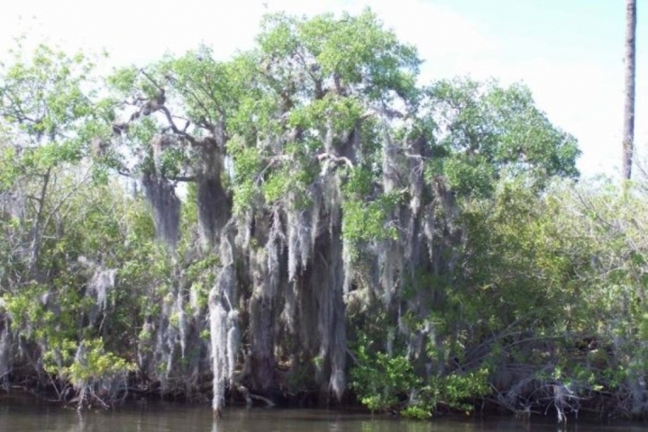 Space Coast River Tours Mangroves