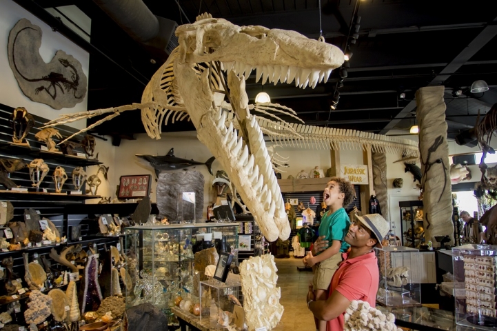 The Dinosaur Store Interior
