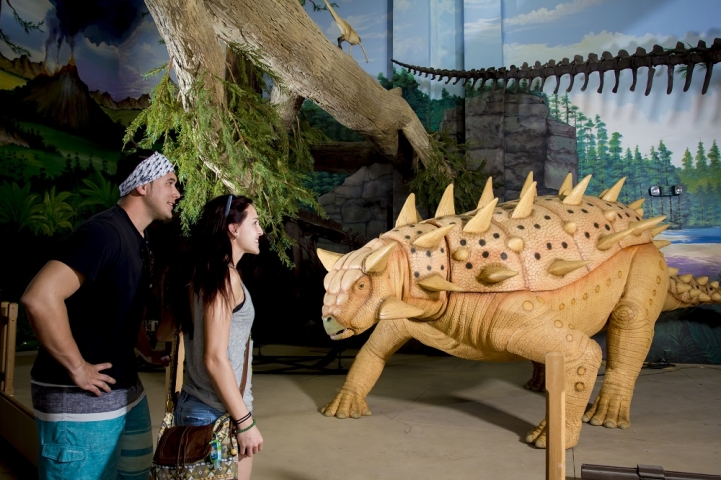 The Dinosaur Store Museum Ankylosaur