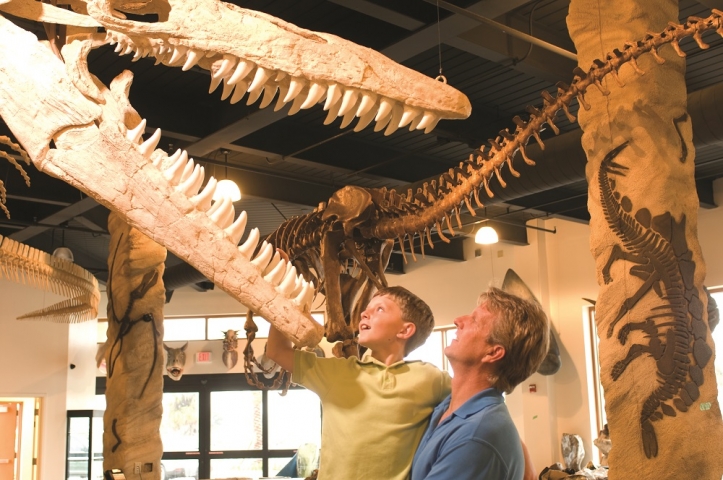 The Dinosaur Store Child Examining Fossil