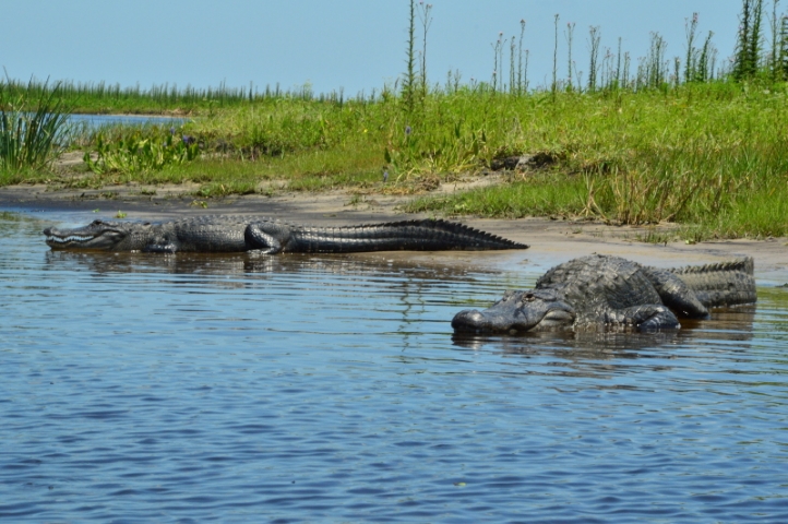 Twister Airboat Rides Gators