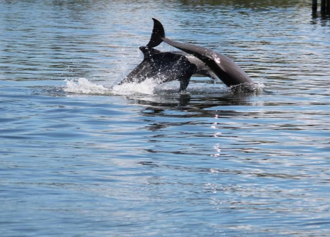 Wildside Tours Dolphins Jumping