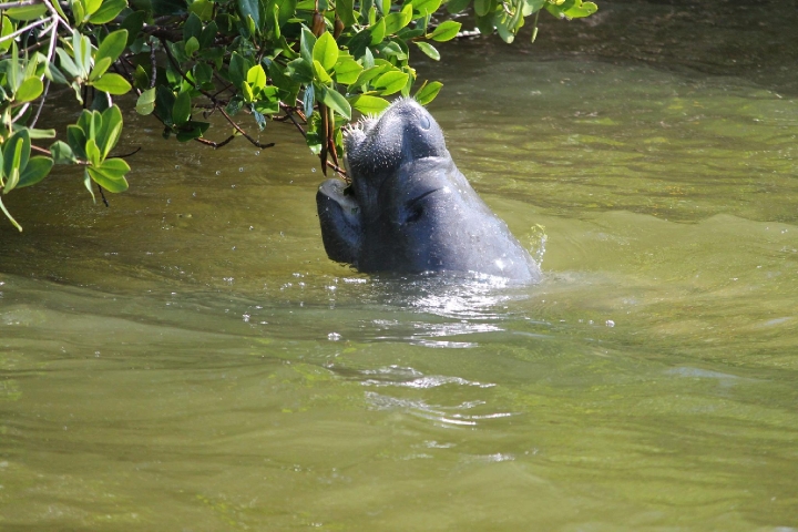 Wildside Tours Manatee Eating