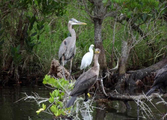 Wildside Tours Birds