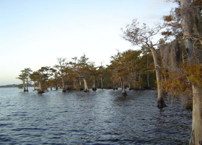 Bass Fishing at Stick Marsh Trees in Water