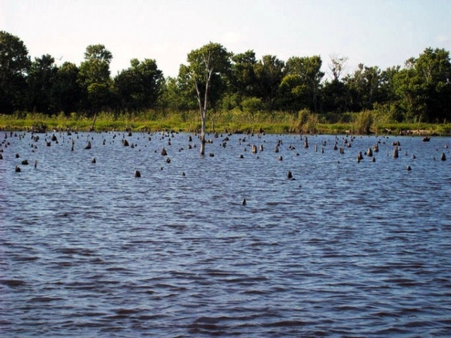 Bass Fishing at Stick Marsh Tree Stumps in Water