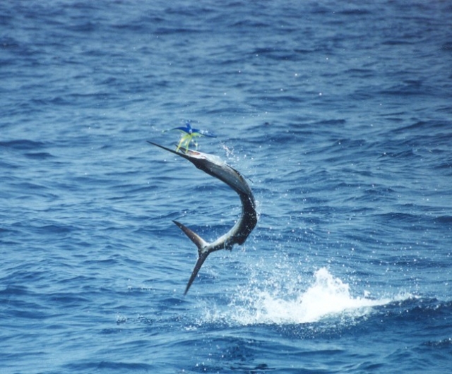 Black Sheep Charters Fish on Hook Being Pulled Out of Water