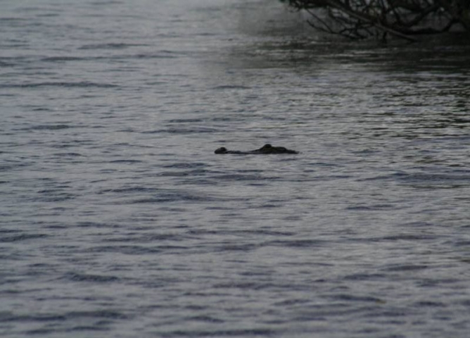 Camp Holly Fishing & Airboats Gator in Water