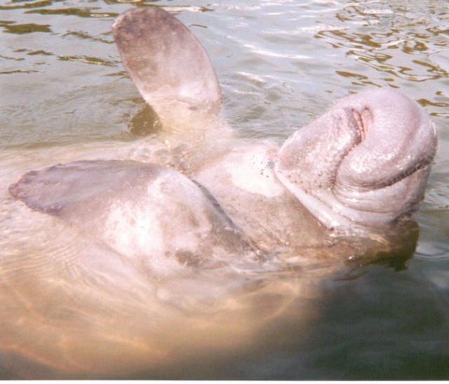 Adventure Kayak of Cocoa Beach Manatee