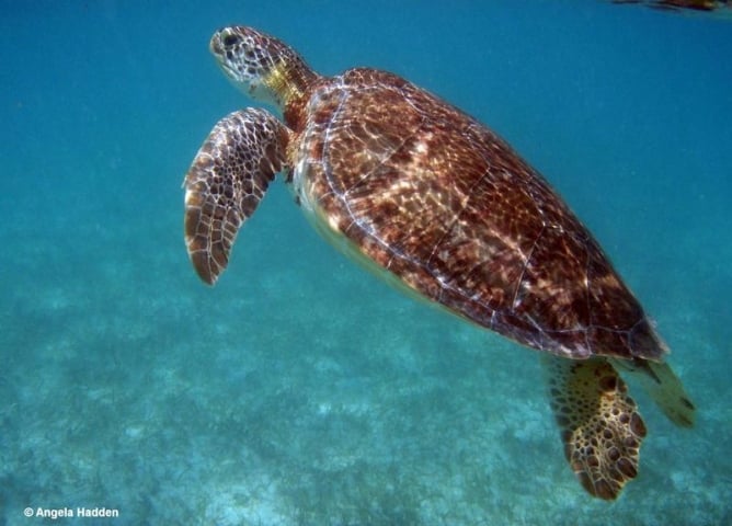 Sea Turtle Preservation Society Swimming Turtle
