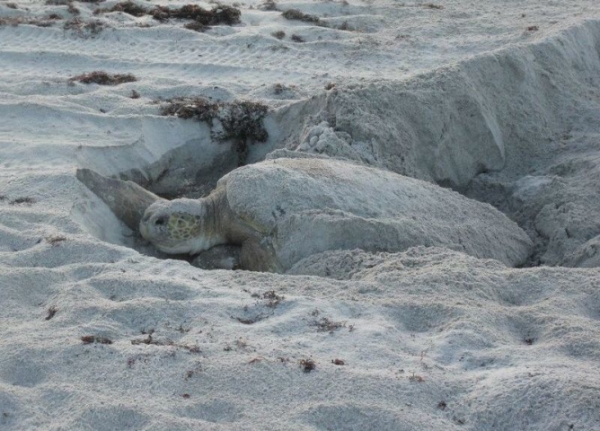 Sea Turtle Preservation Society Nesting Turtle