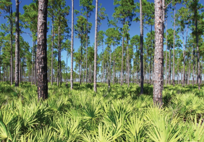 Micco Scrub Sanctuary Trees