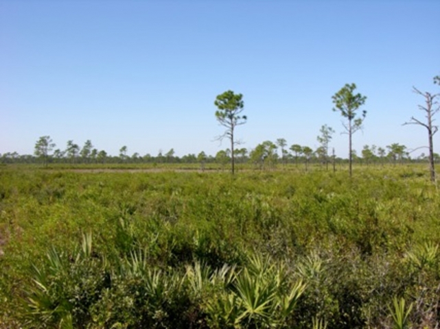 Micco Scrub Sanctuary Field