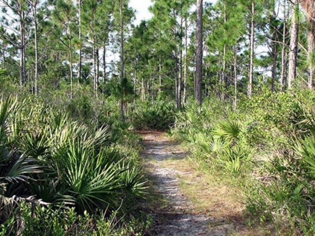 Micco Scrub Sanctuary Trails