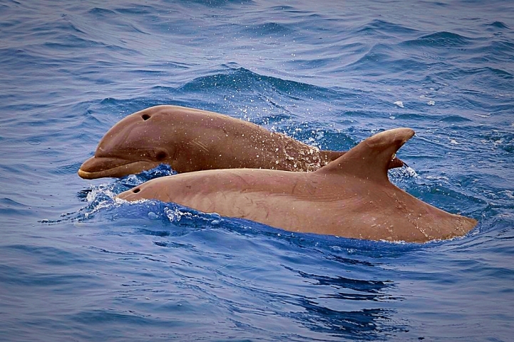 Good Natured River Tours Dolphins