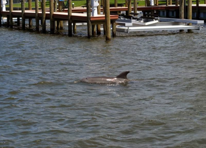 Good Natured River Tours Dolphin Breaching