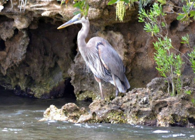 Good Natured River Tours Pelican Near the Water