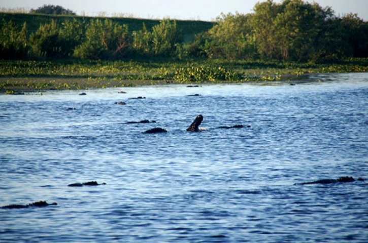 Airboat Rides of Melbourne Gators in the Water