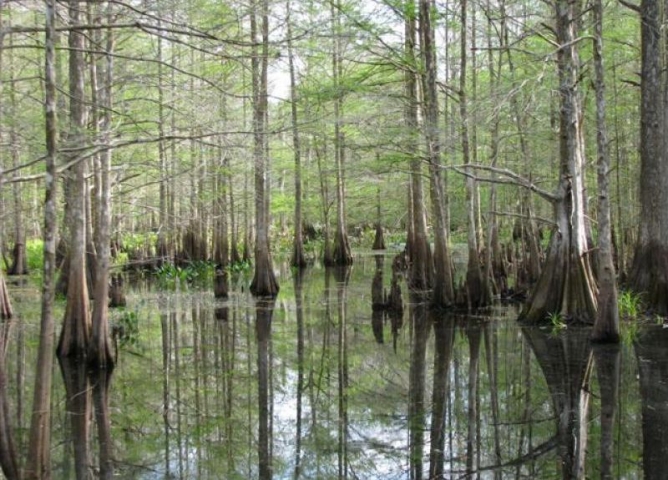 Airboat Rides of Melbourne Trees in the Water