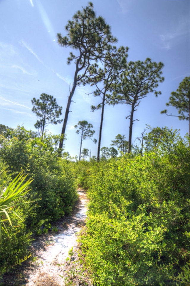 Dicerandra Scrub Sanctuary Trail