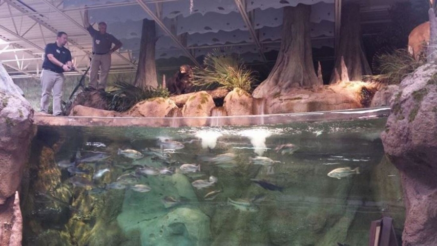 Bass Pro Shops Stick Marsh Outpost Fish Tank